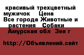 красивый трехцветный мужичок  › Цена ­ 10 000 - Все города Животные и растения » Собаки   . Амурская обл.,Зея г.